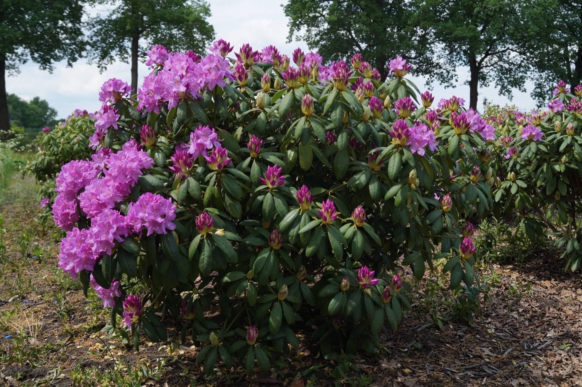 Rhododendron Roseum Elegans_04